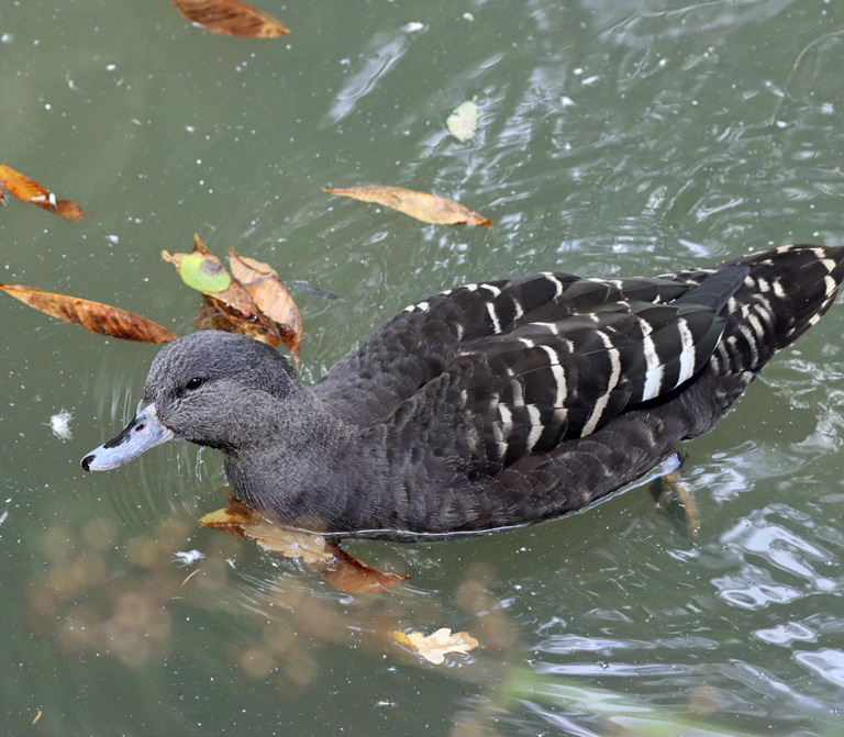 African Black Duck
