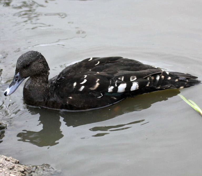 African Black Duck
