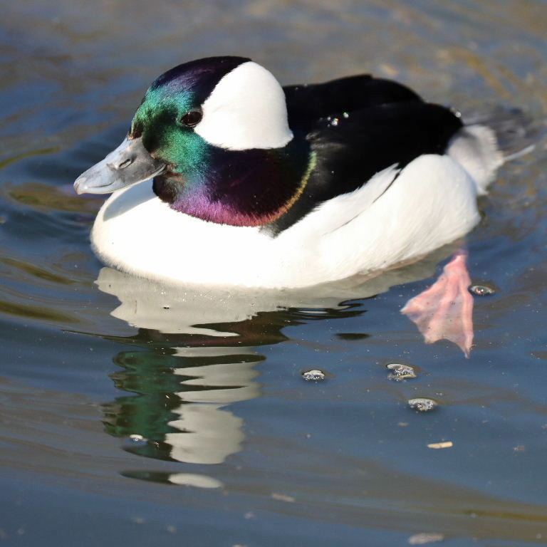 Bufflehead