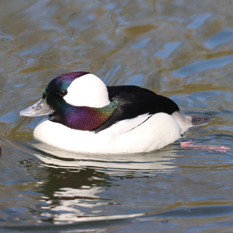Buffelhead duck