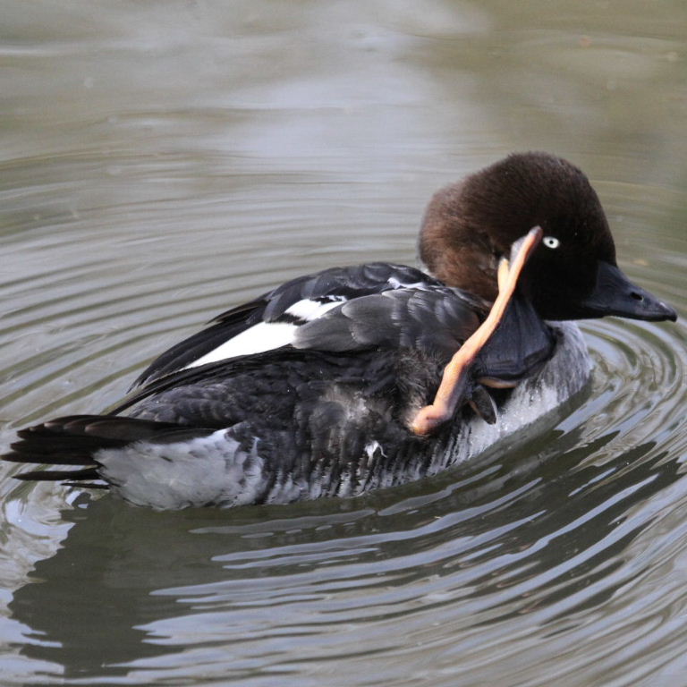 Goldeneye duck saluting