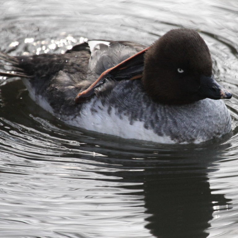 Goldeneye