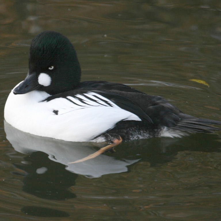 Goldeneye crest