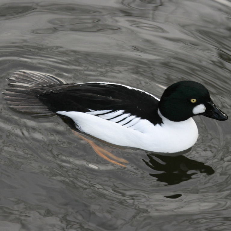 Goldeneye