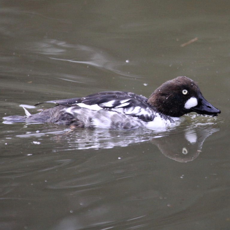 Goldeneye eclipse