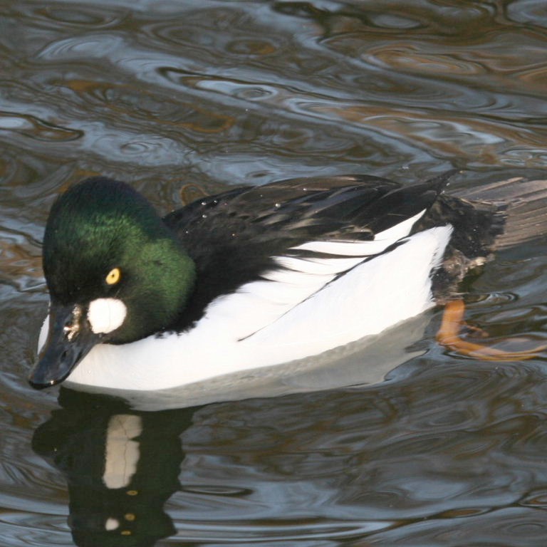 Goldeneye