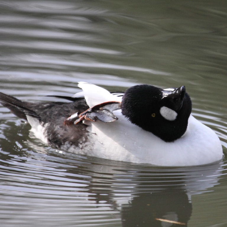 Goldeneye drake aerobics
