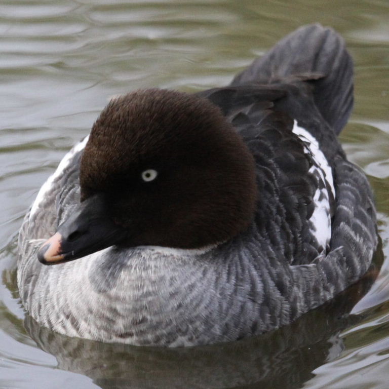 Goldeneye female