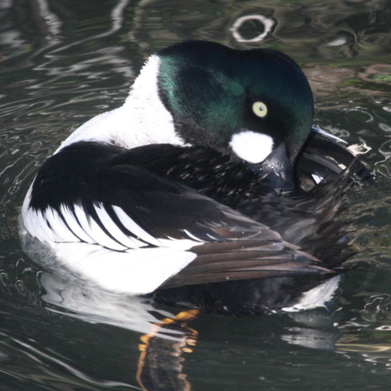Goldeneye