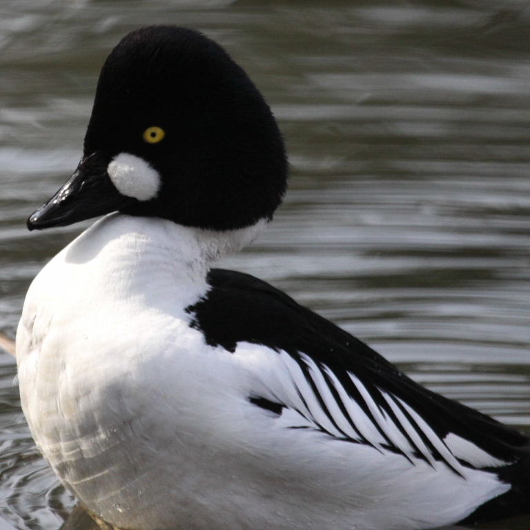 Goldeneye