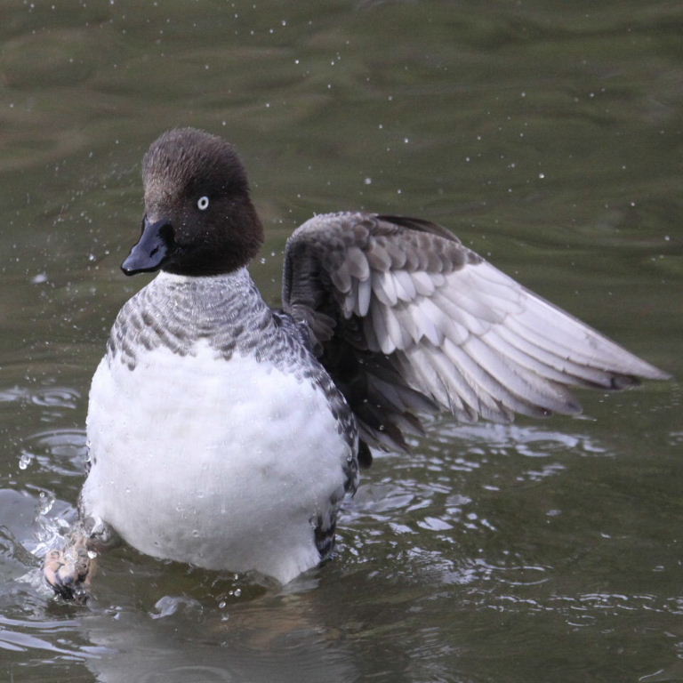Goldeneye