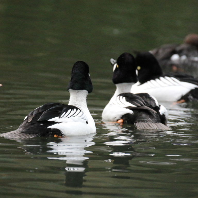 Goldeneye