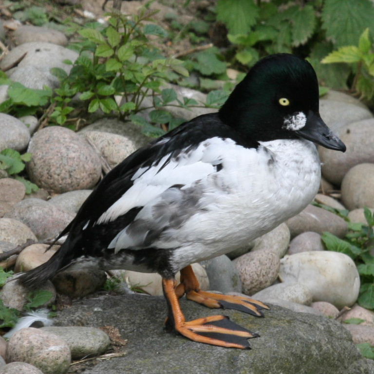 Goldeneye