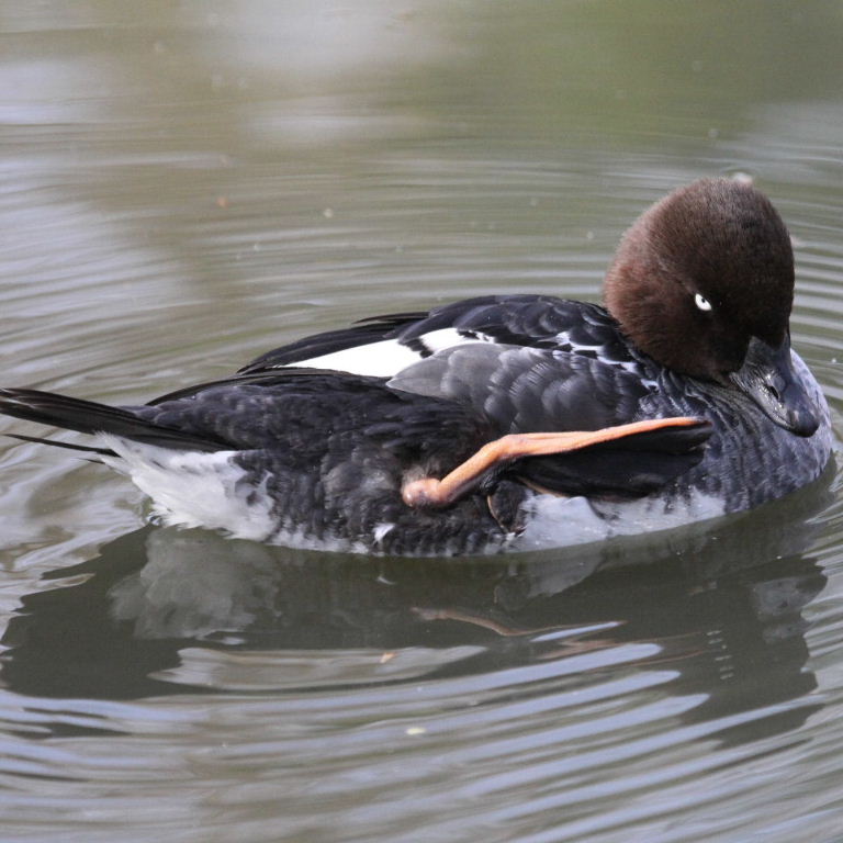 Goldeneye