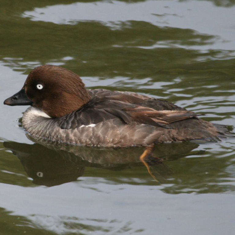 Goldeneye young