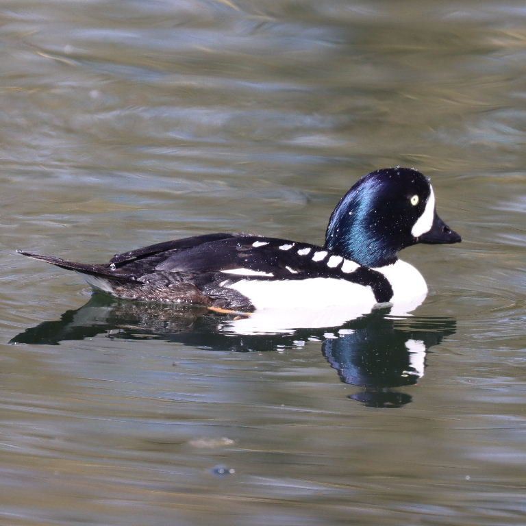 Barrow's Goldeneye drake