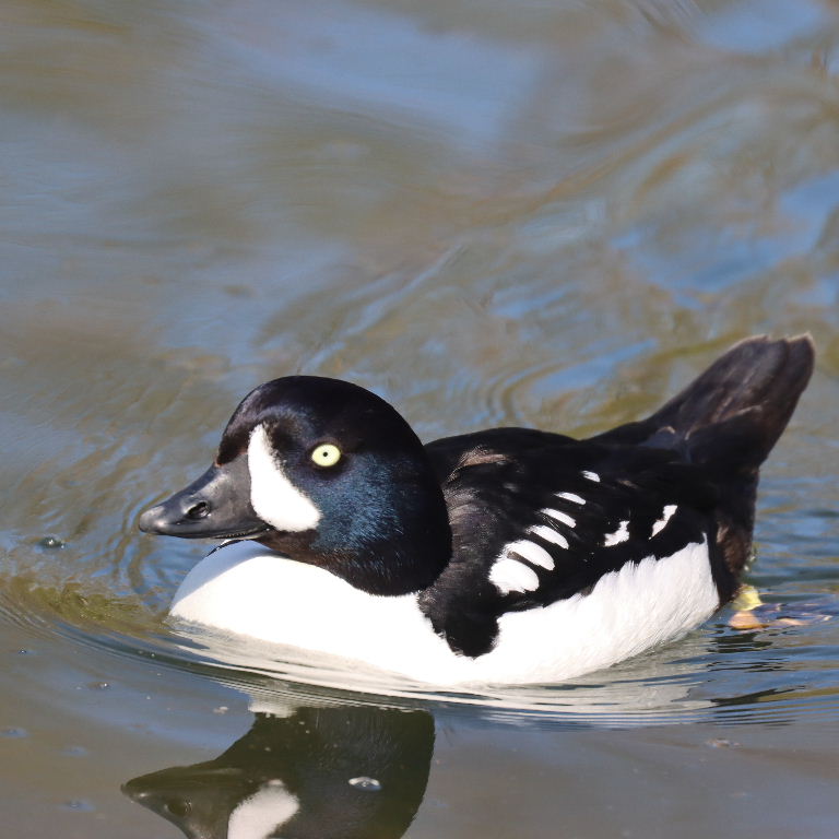 Barrow's Goldeneye drake