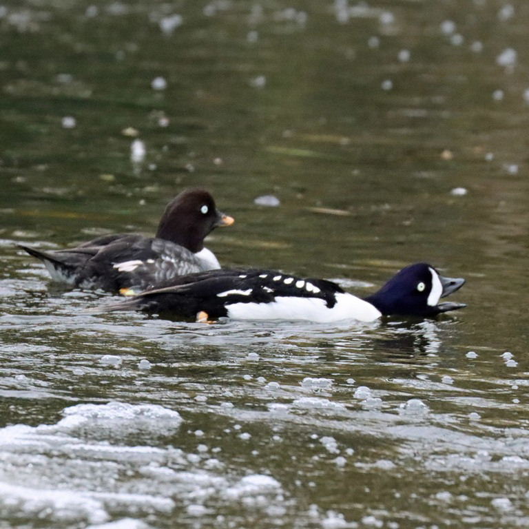 Barrow's Goldeneye pair