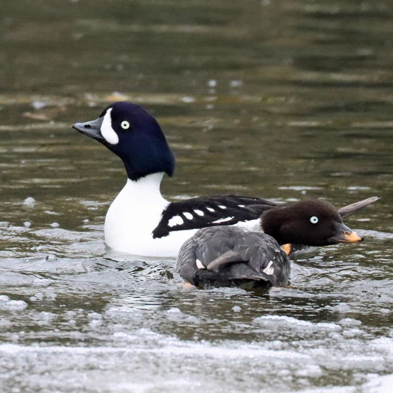 Barrow's Goldeneye pair