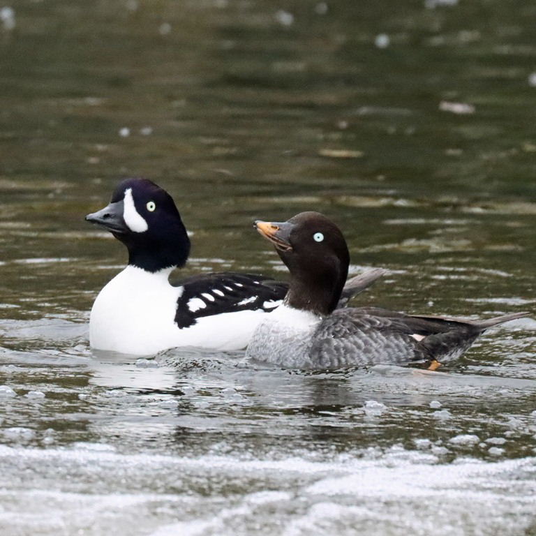 Barrow's Goldeneye pair