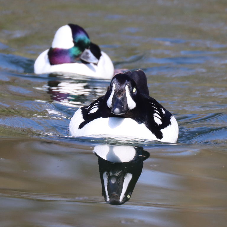 Barrow's Goldeneye drake with Bufflehead