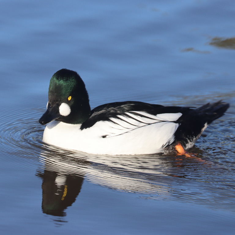 Goldeneye