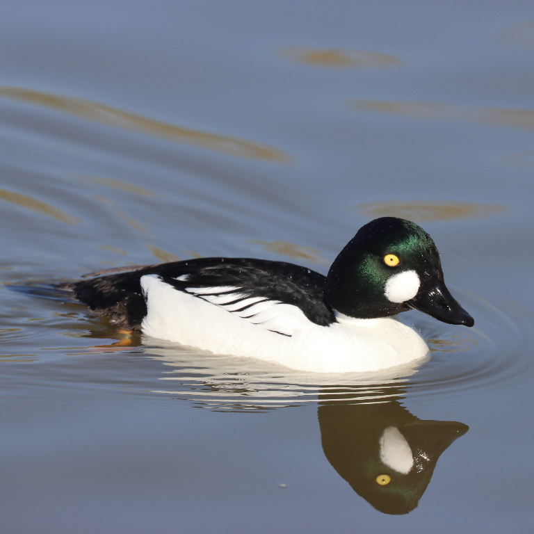 Goldeneye drake