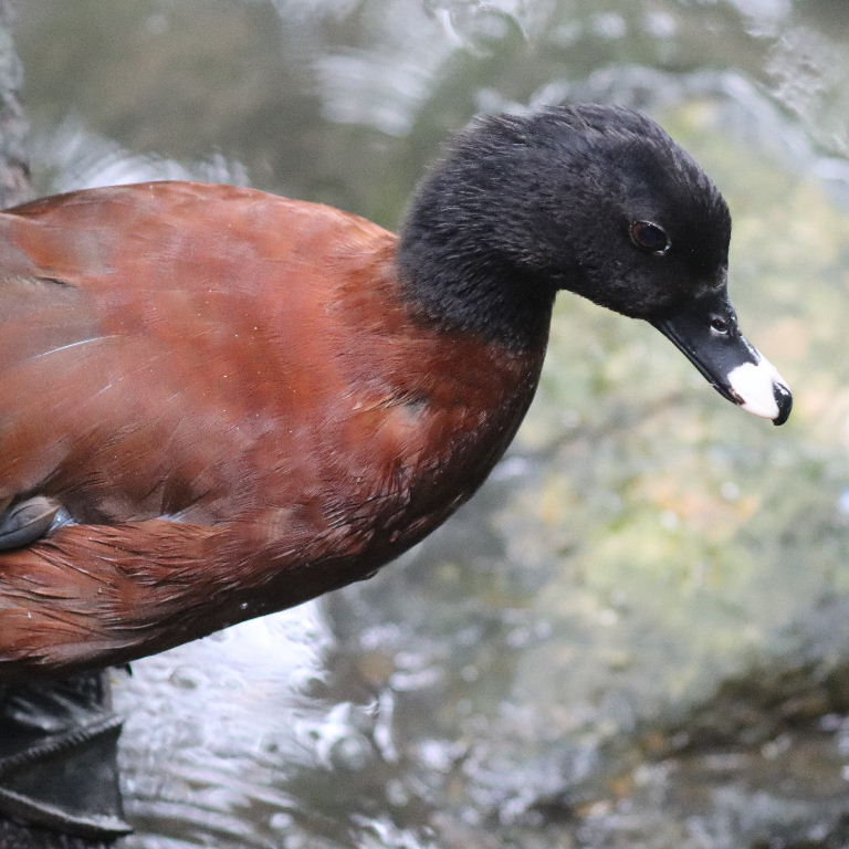 Hartlaub's Duck