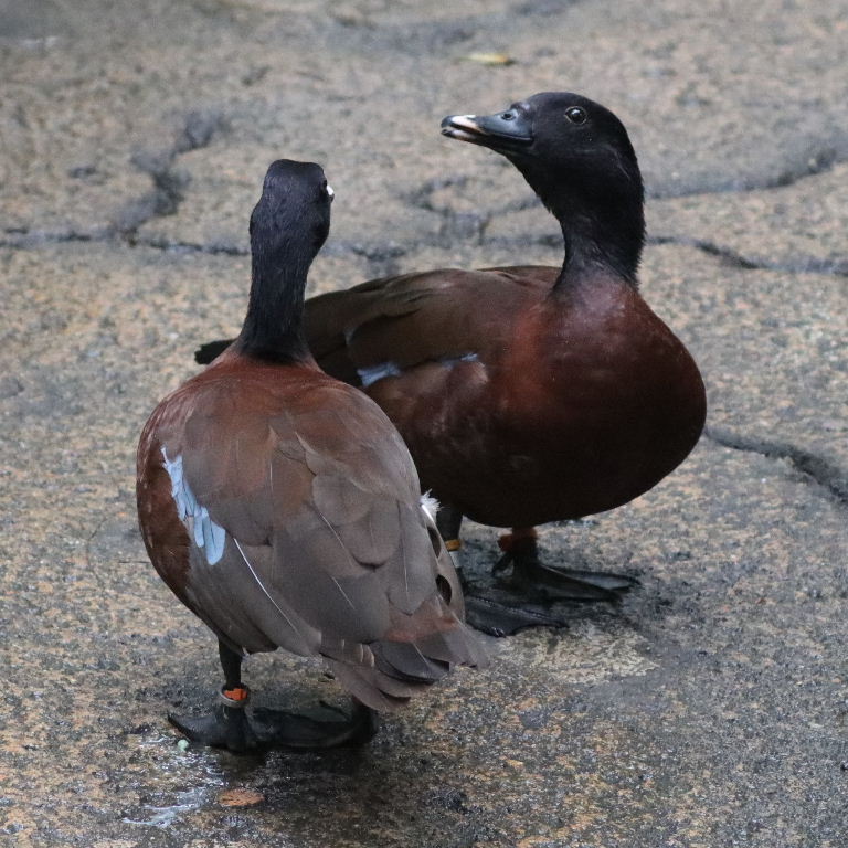 Hartlaub's Duck
