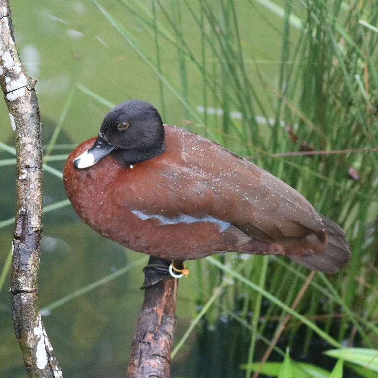 Hartlaub's Duck