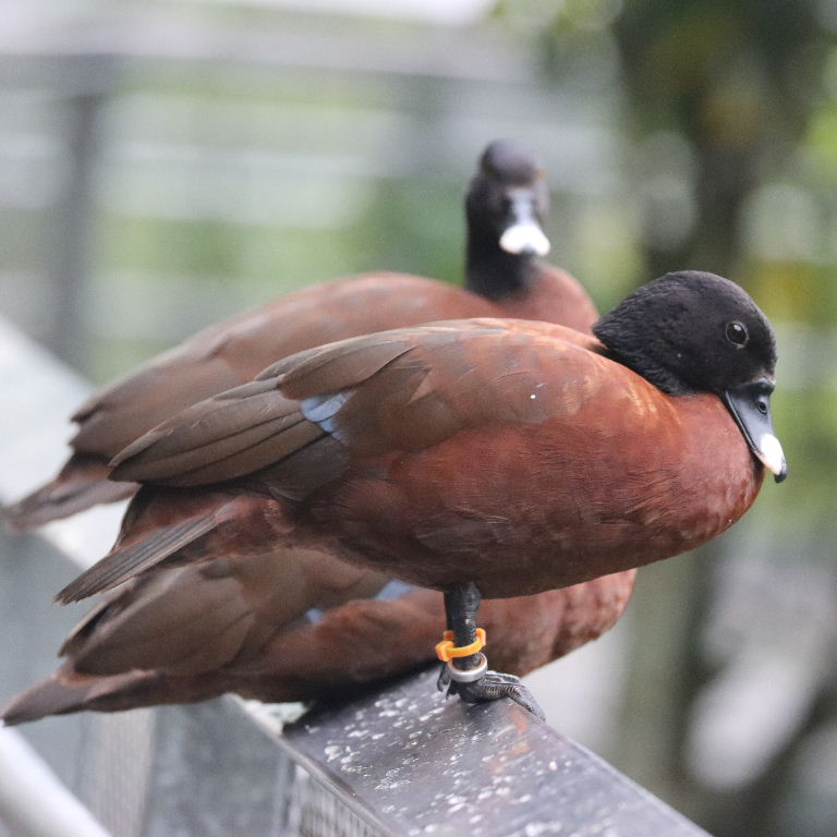 Hartlaub's Duck