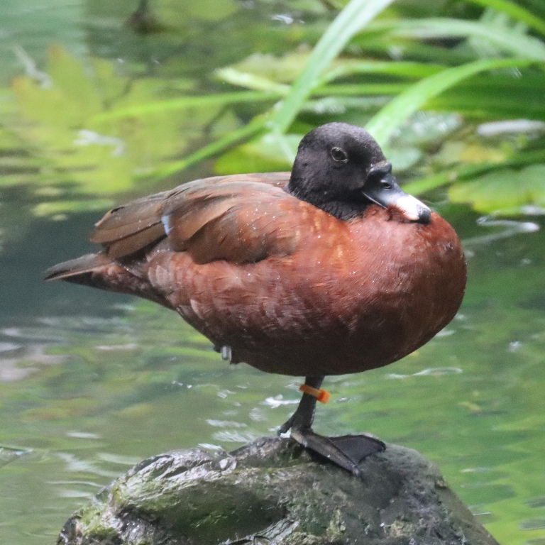 Hartlaub's Duck