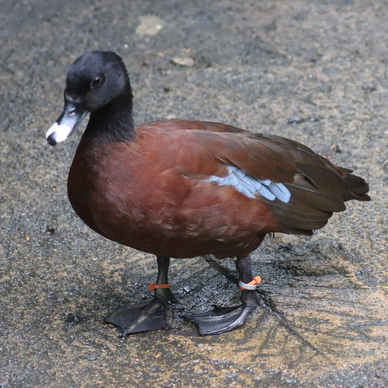 Hartlaub's Duck