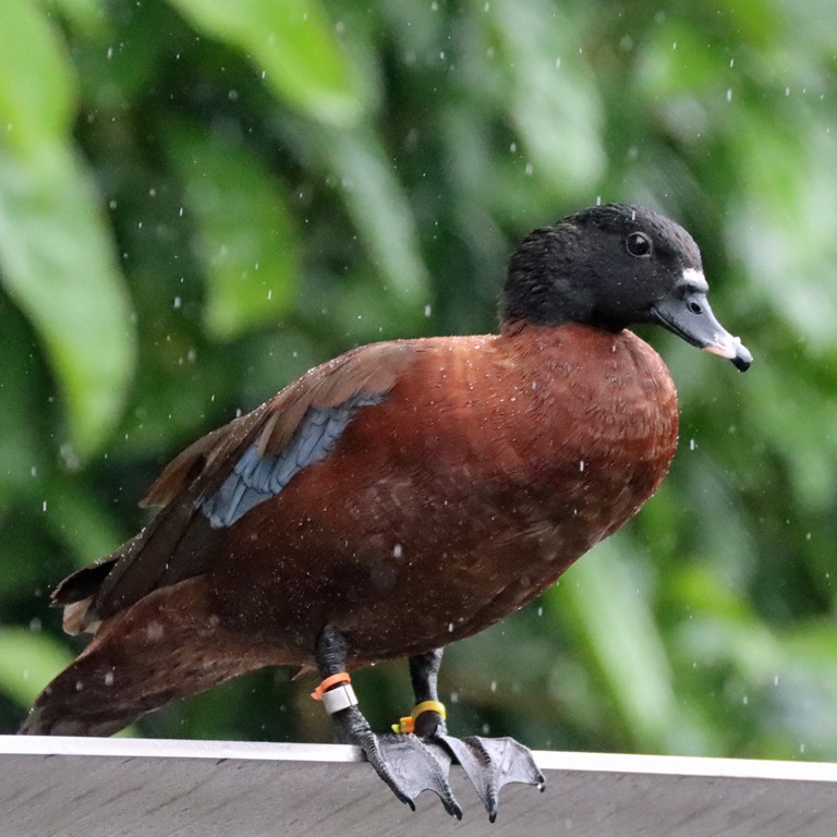 Hartlaub's Duck