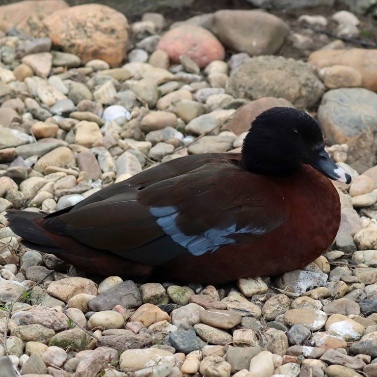 Hartlaub's Duck
