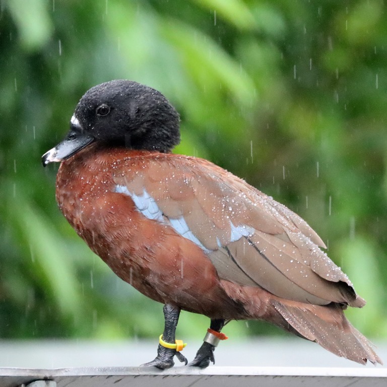 Hartlaub's Duck