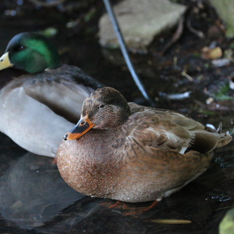 Mallard hybrid
