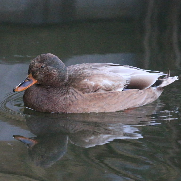 Mallard hybrid