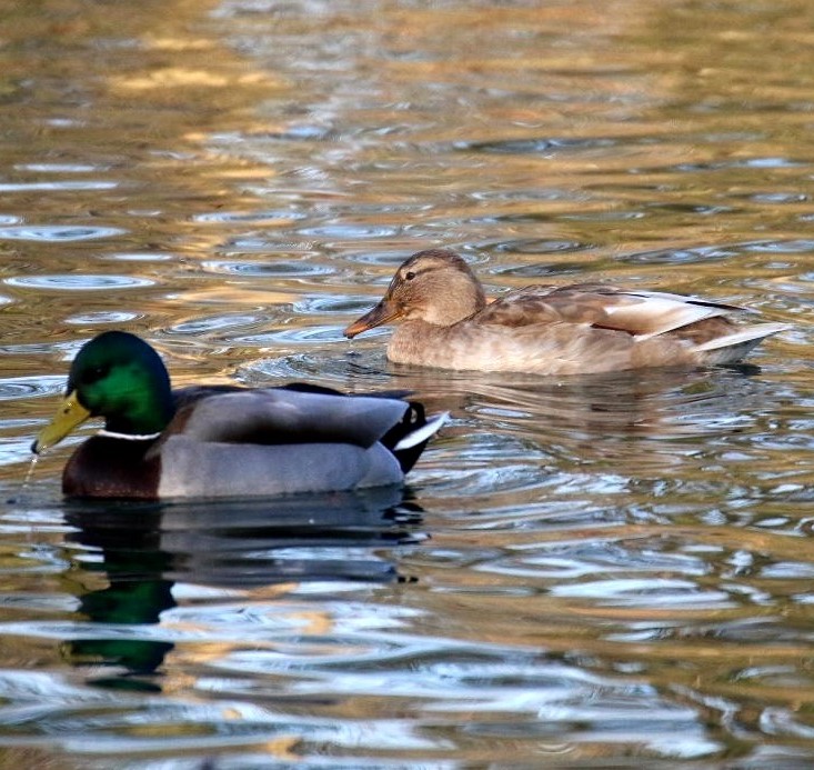 Mallard hybrid