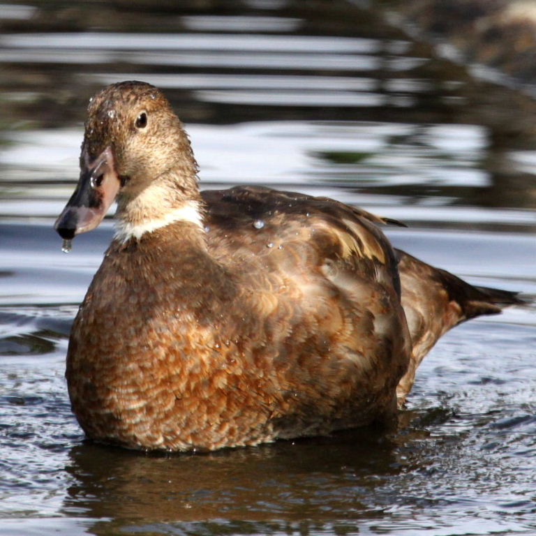 Hybrid duck