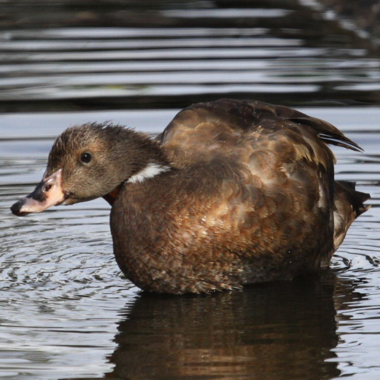 Hybrid duck