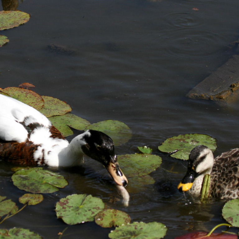 Muscovy-Mallard Hybrid duck