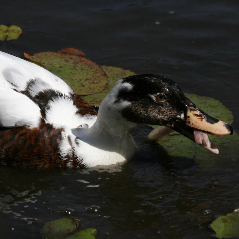 Muscovy-Mallard hydrid duck