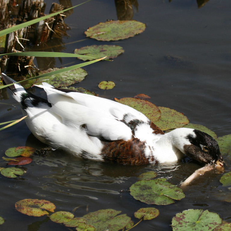 Hybrid duck