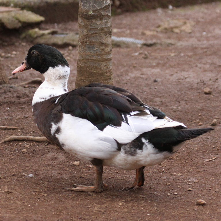 Muscovy-Mallard hydrid