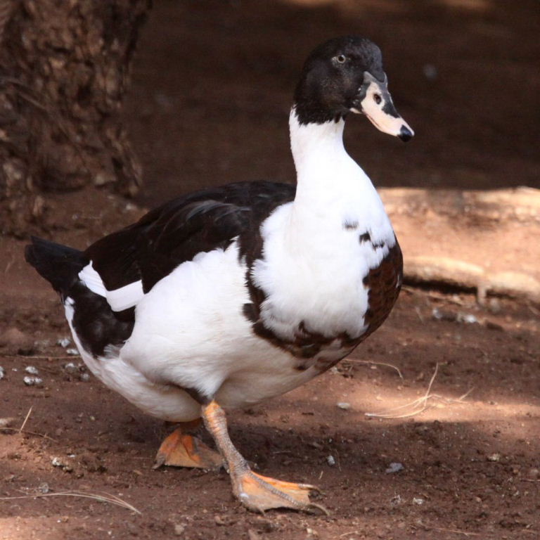Hybrid duck
