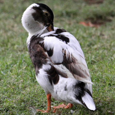 Hybrid Mallard-Muscovy duck