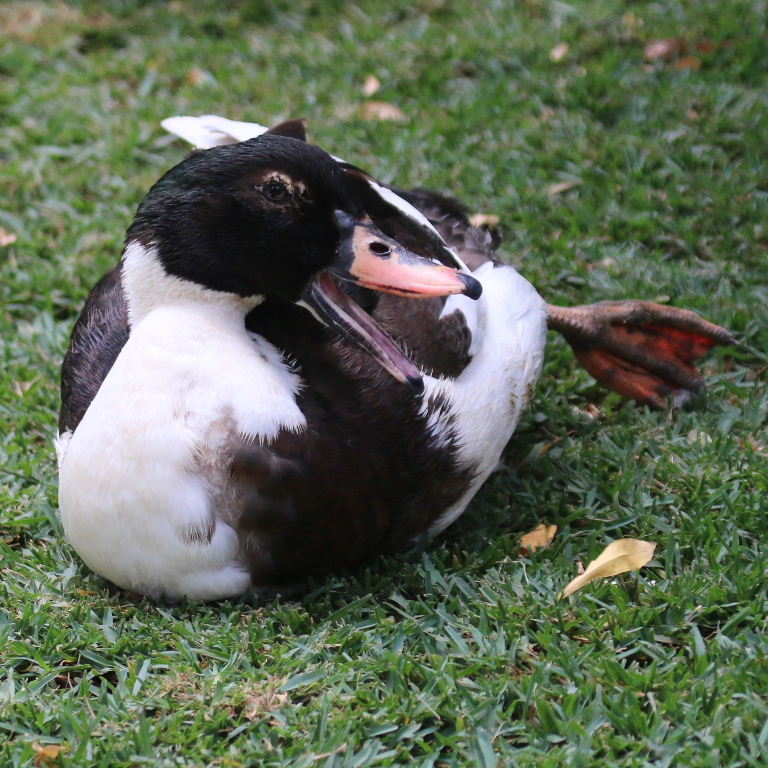Muscovy-Mallard hydrid duck