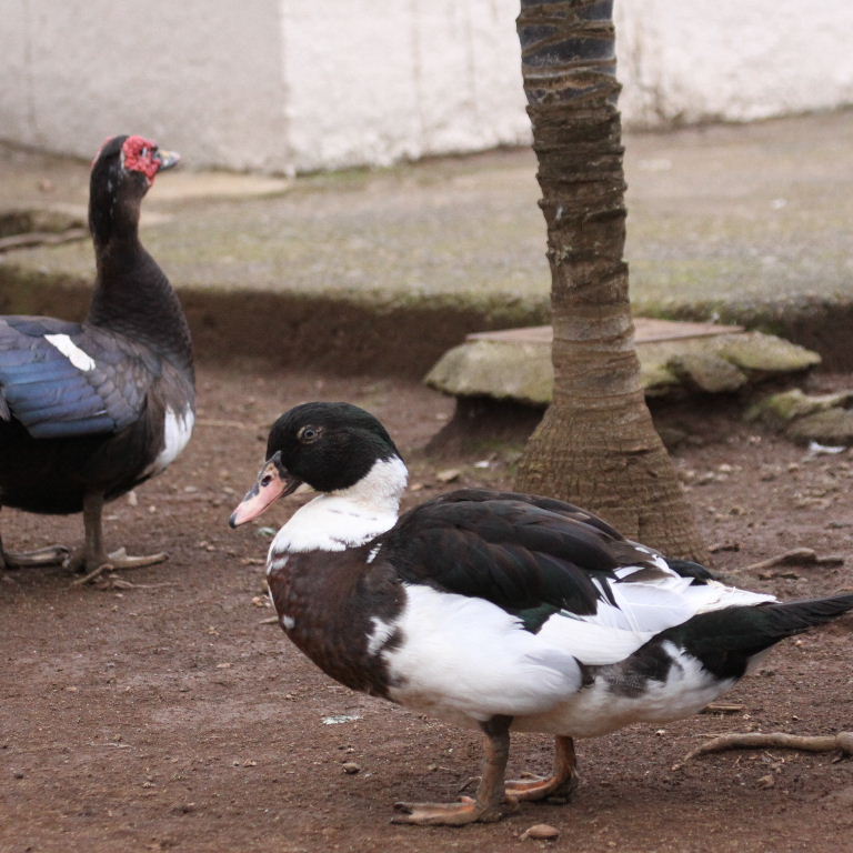 Muscovy-Mallard hydrid