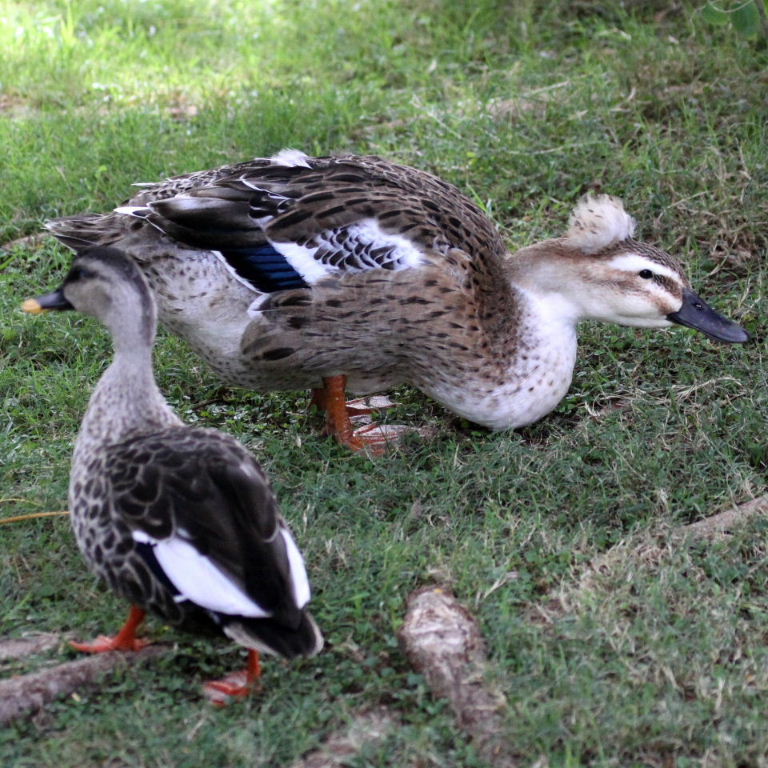 Hybrid duck